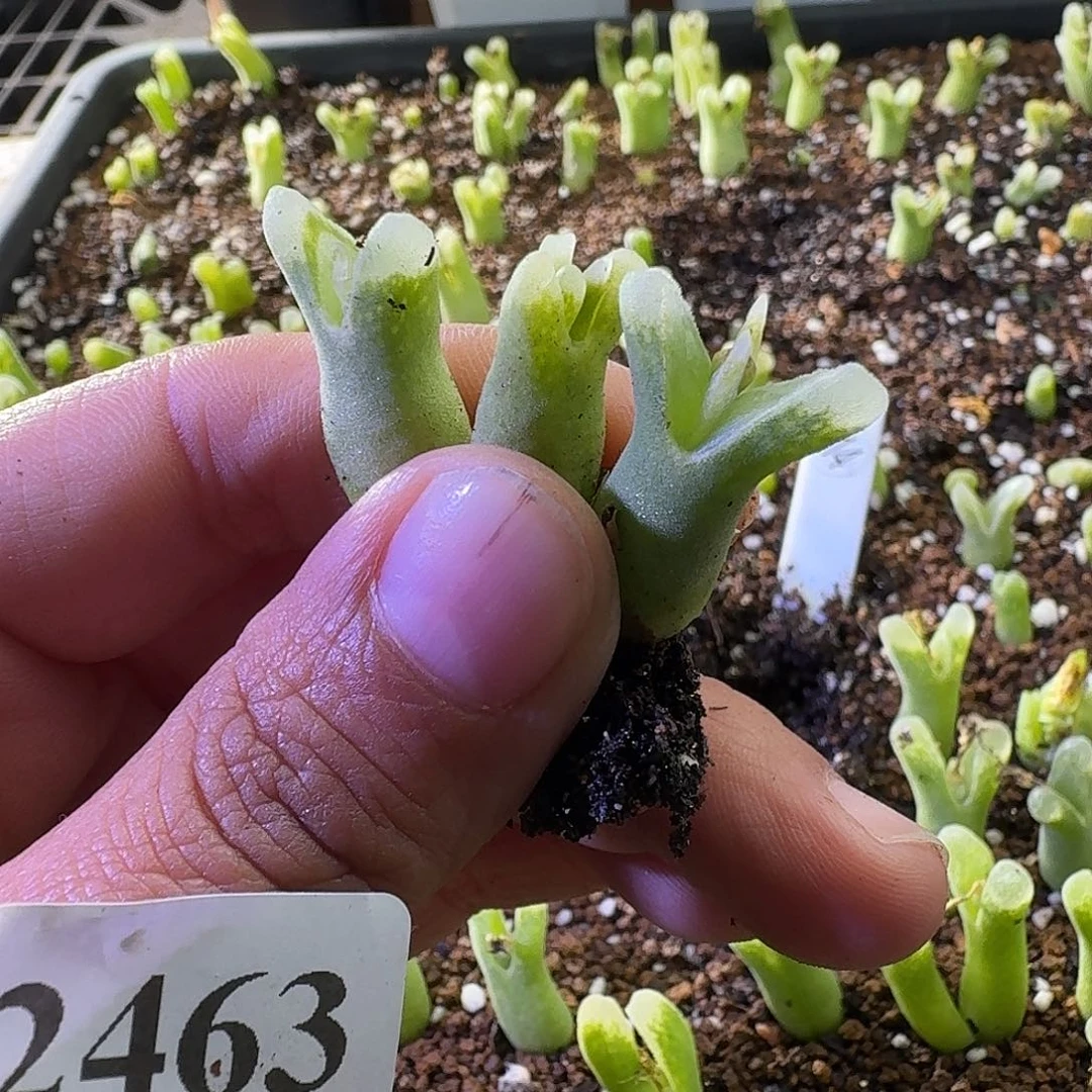 是***呀2463拉登拍冰风铃