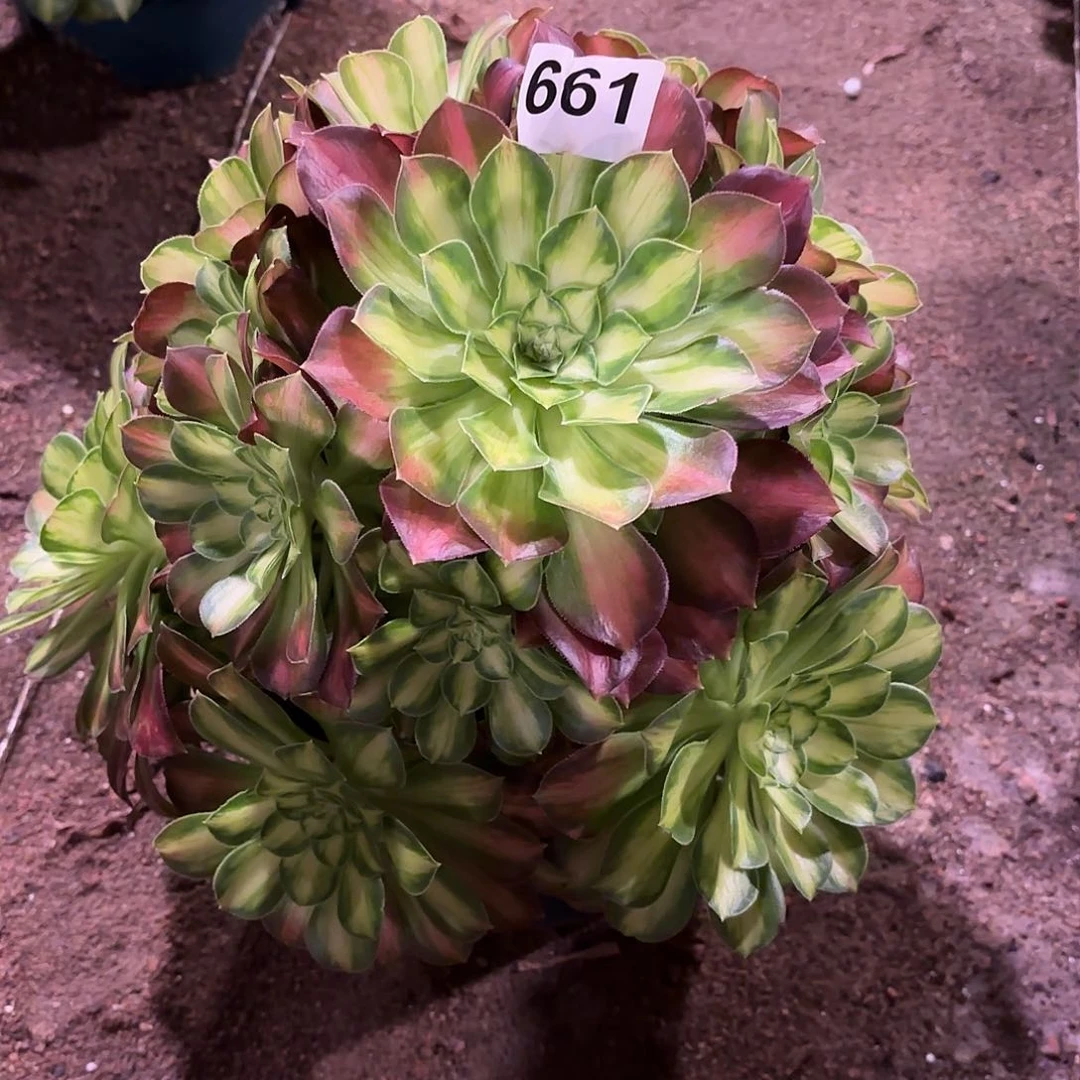 多肉法师带花脸头韶华661