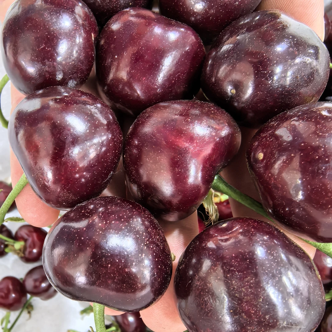 大连美早大樱桃3-5斤1-3J顺丰空运包邮