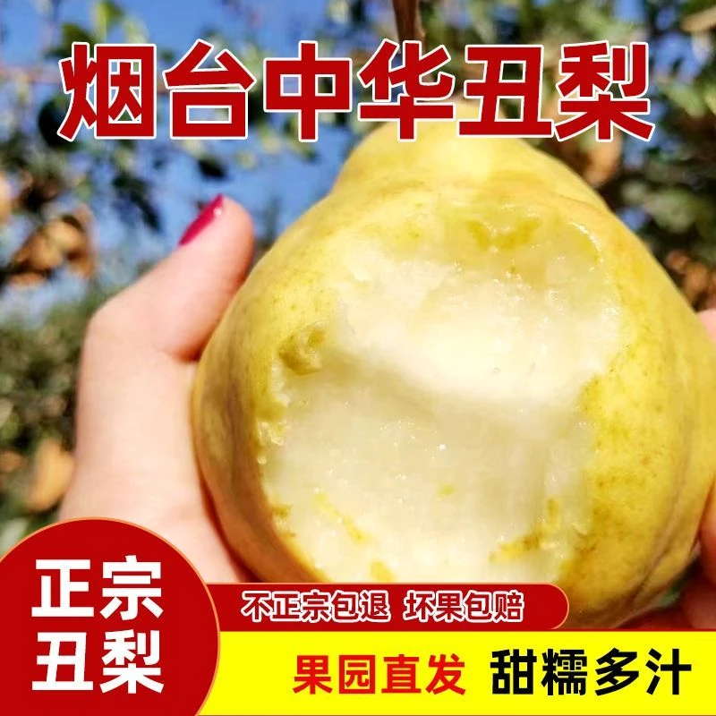 正宗山东烟台中华丑梨莱阳梨奇异水果新鲜软糯多汁特产包邮