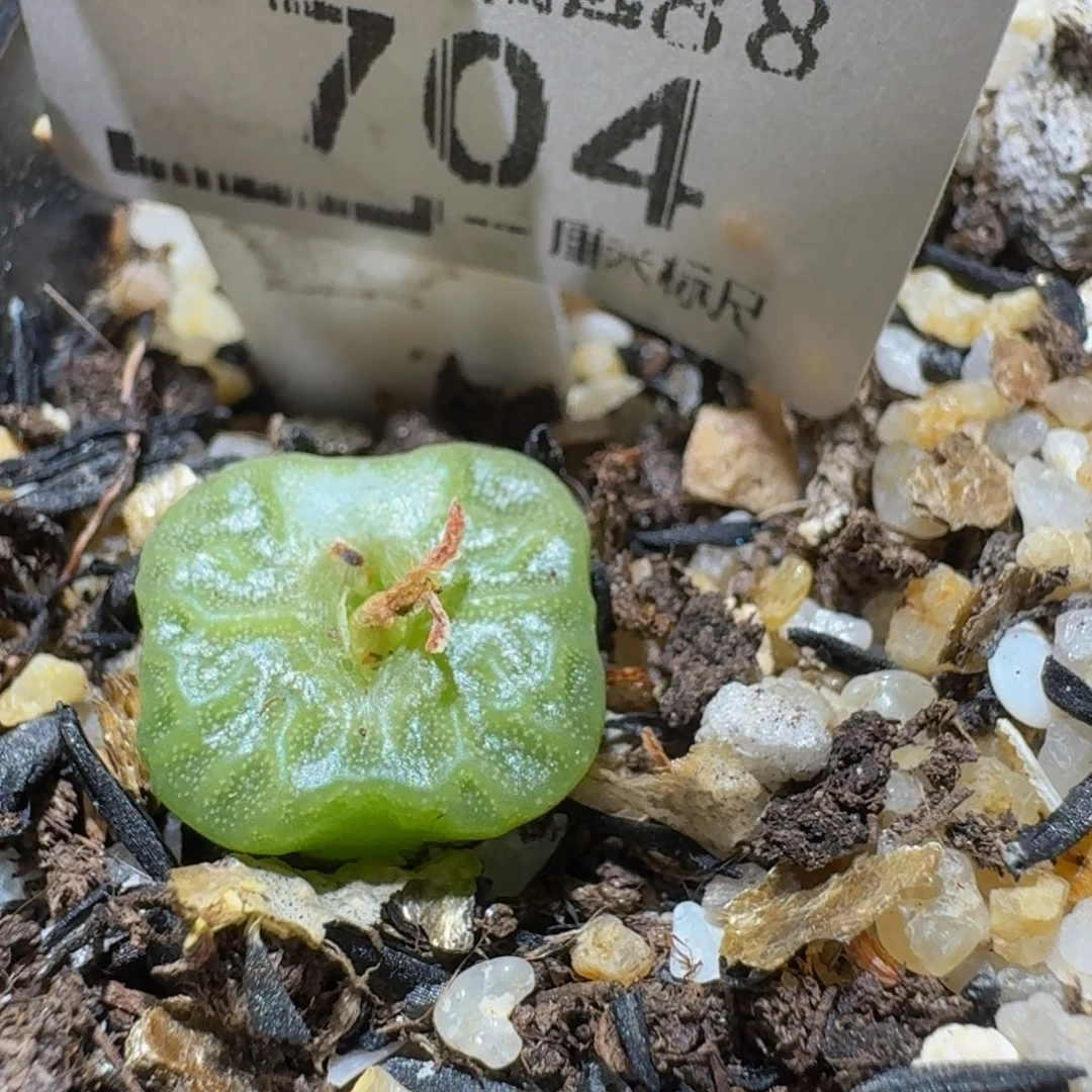 Ssss sss精品生石花704