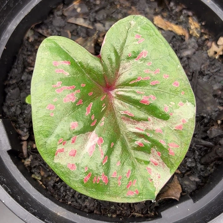 564-0630实生广东现货