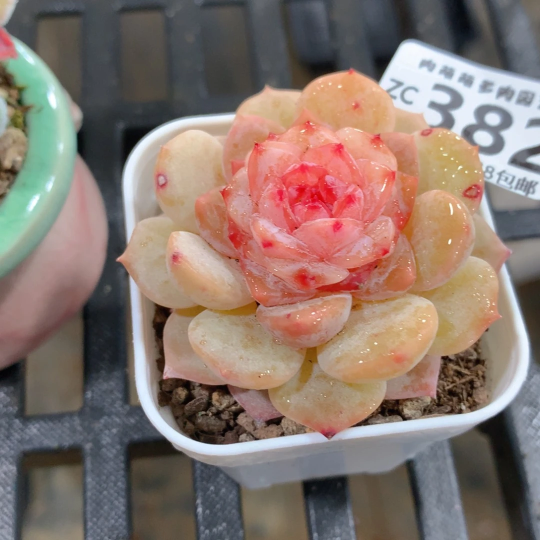 肉萌萌拇指盆精控多肉ZC382