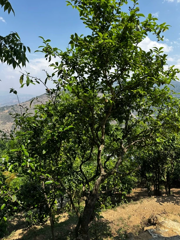 【冬源专属链接】 小破田 古树纯料生茶散料