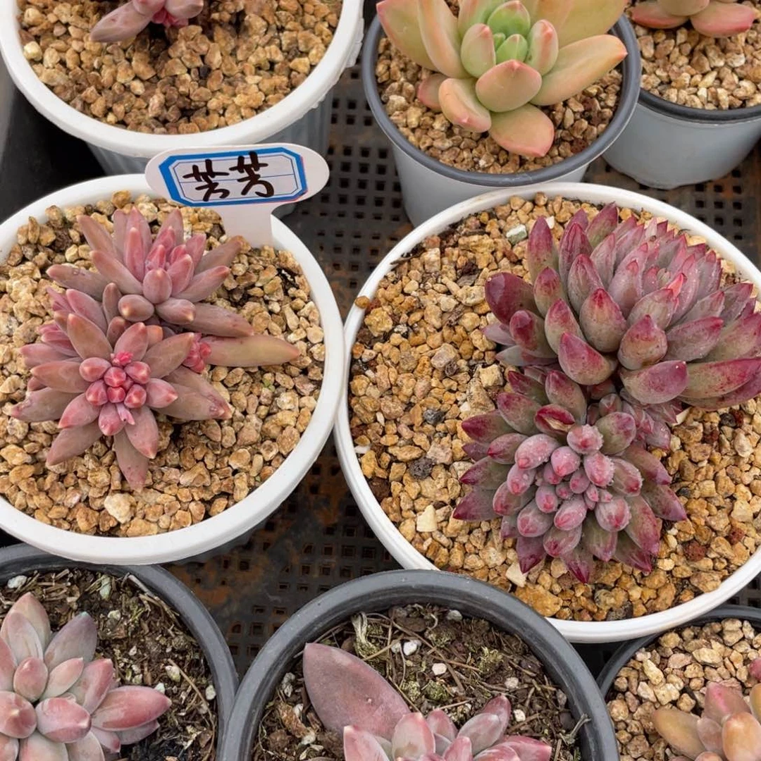 芳*@姐姐说要不就是个好