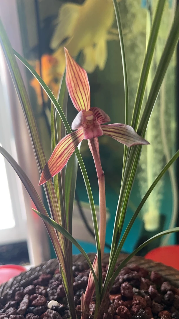 直播间绿植一物一拍