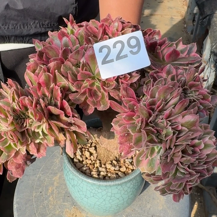 红女巫法师锦缀化229