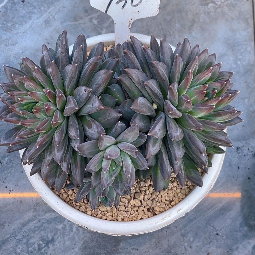 汪***溯0000000000000730