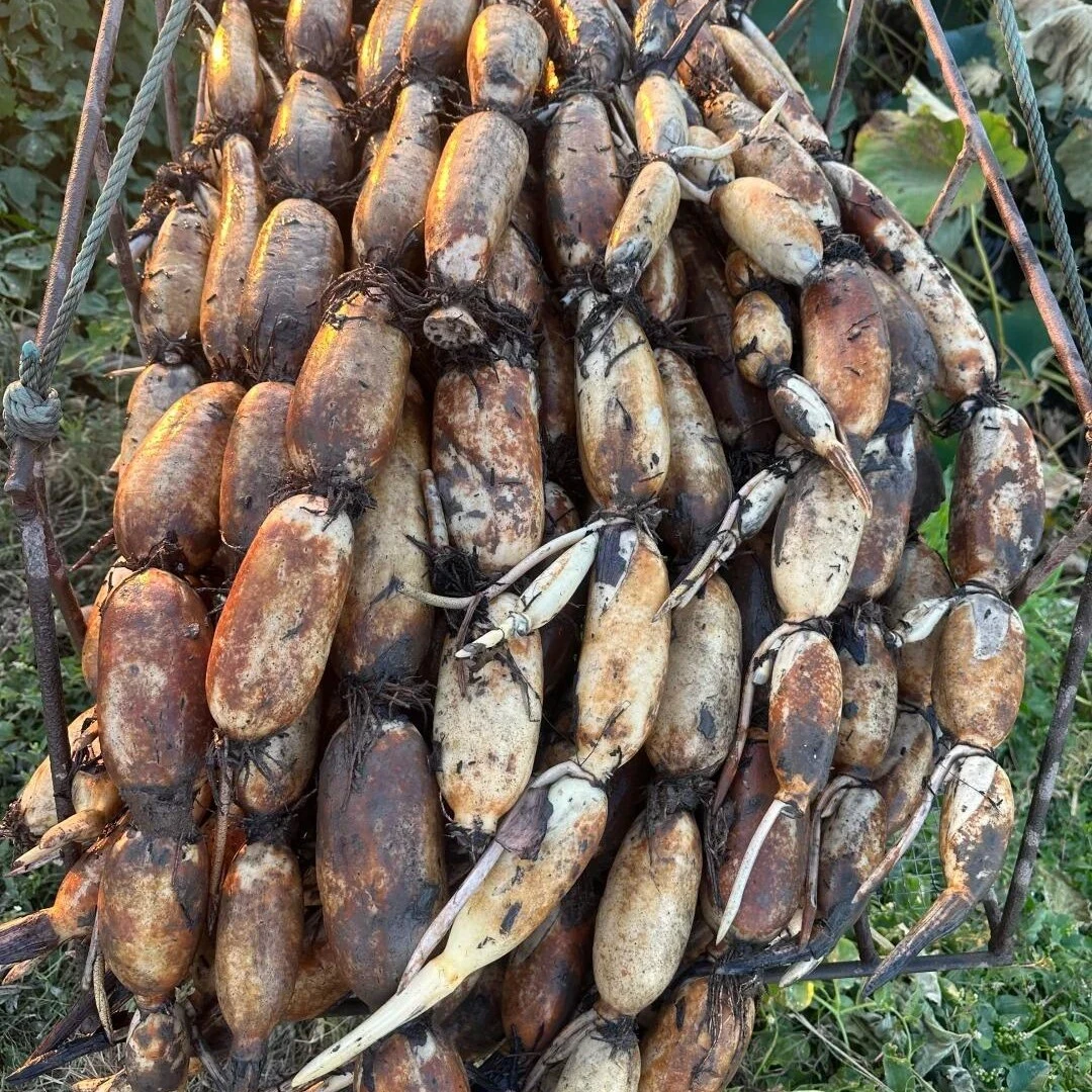 湖南湘西新鲜现挖莲藕脆甜爽口可清炒凉拌煮火锅煲汤脆藕农家自种
