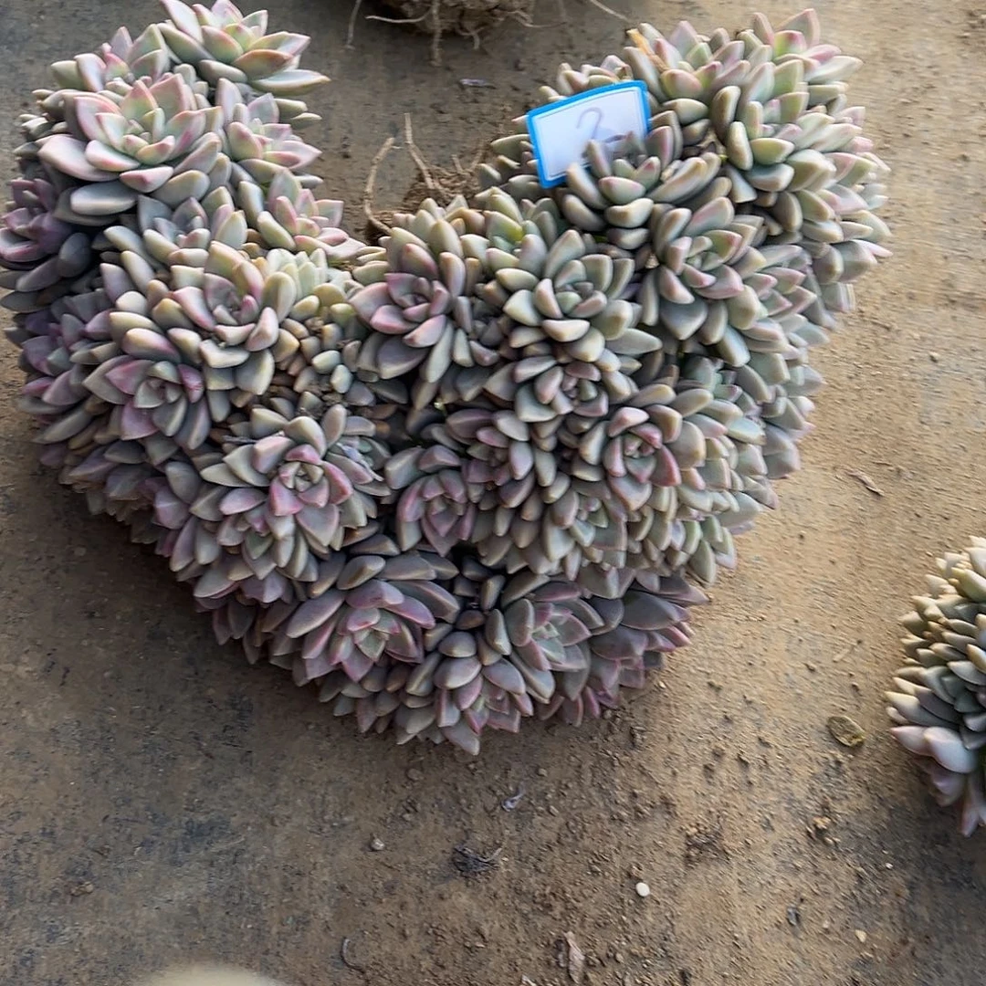 有***゛2号淡雪缀化一物一拍