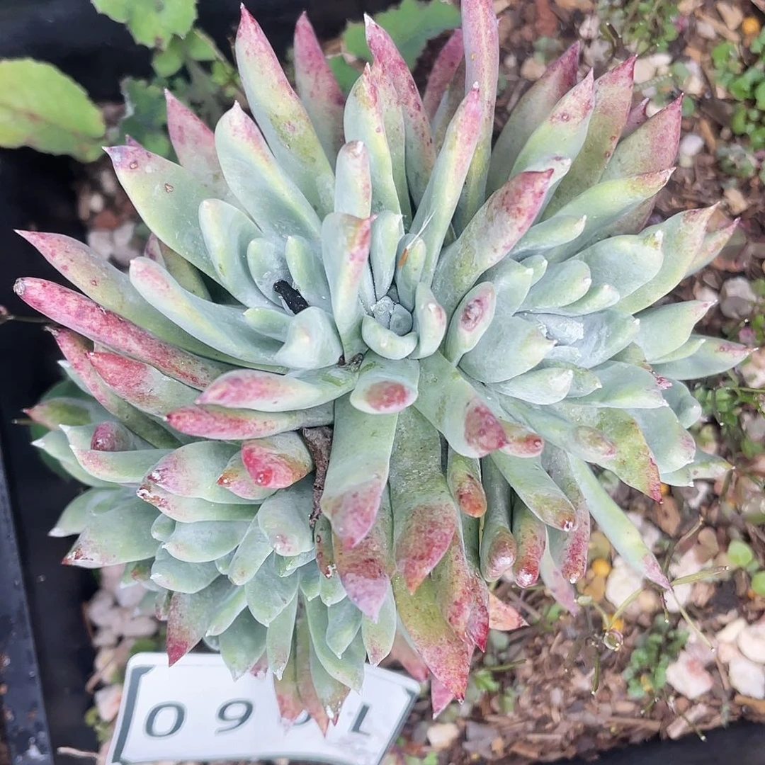 多多缀化多头1960