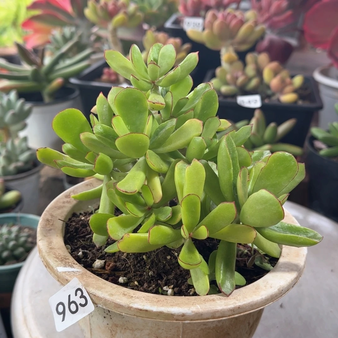 963号 一物一拍 一物一拍