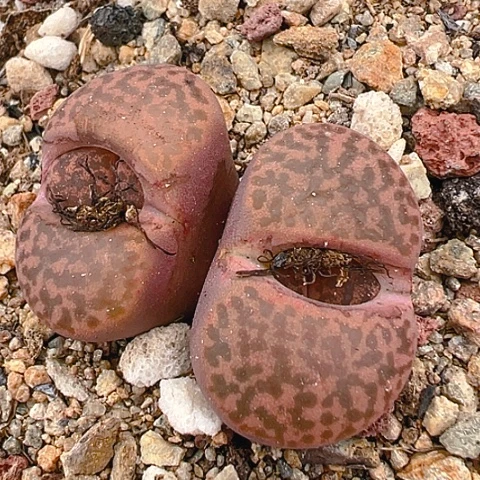 21229哈哈哈哈哈哈