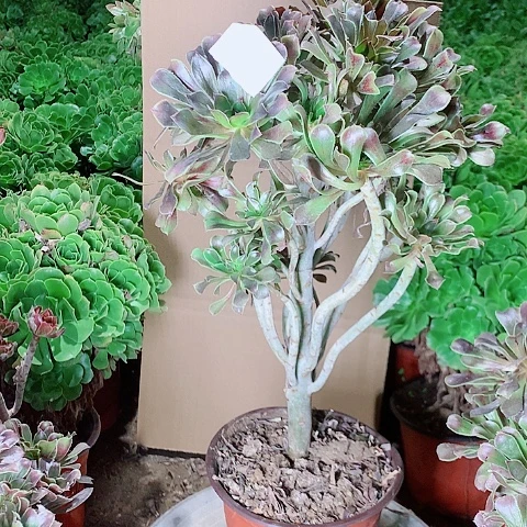 灰法师多肉植物法师63