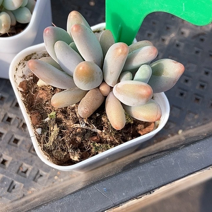 多肉植物白兰地3136
