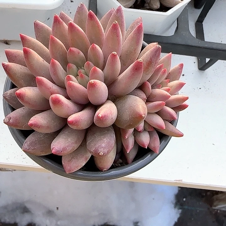 心****师青蛙王子儿童牙膏111