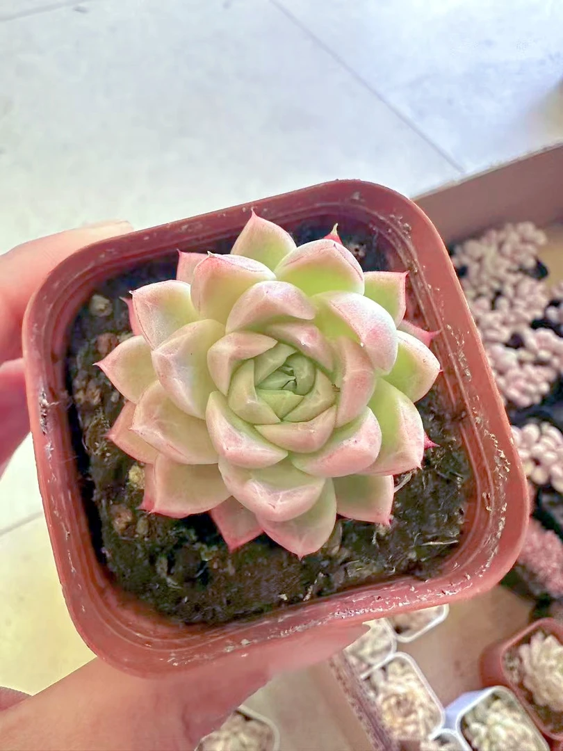 红女王 多肉植物 （满9.9元包邮发货）