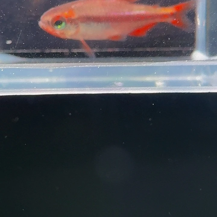 灯科鱼左上缸-9 血魔2cm左右 1条