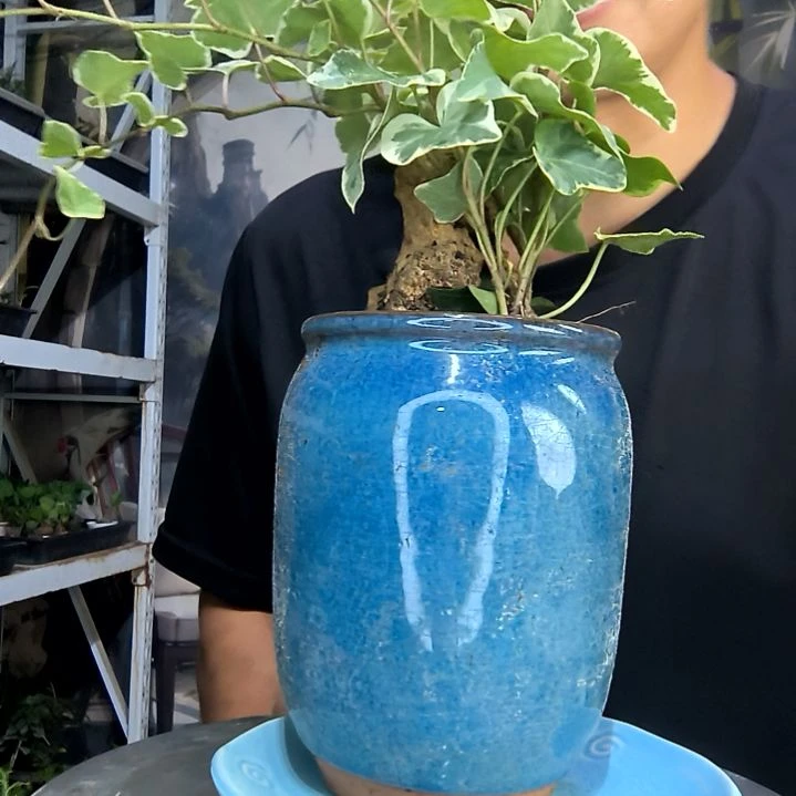 ㊗**Z中青园艺一物一拍190