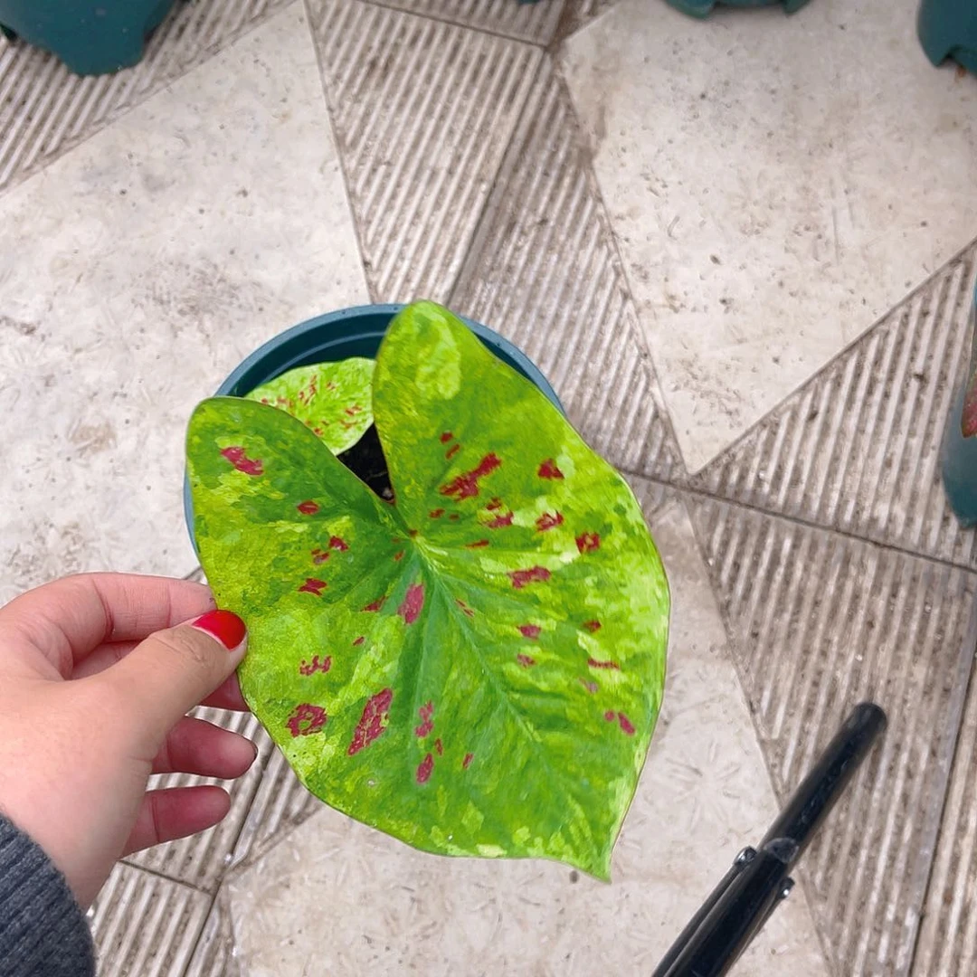 完全开放1790泰彩一物一拍