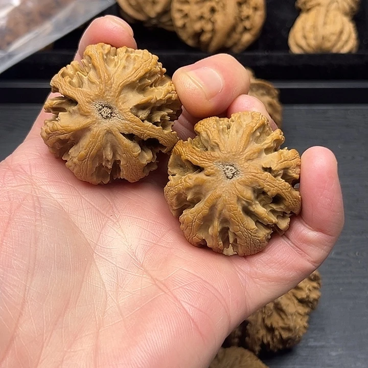 c***r木质类秦岭突突突突突突突