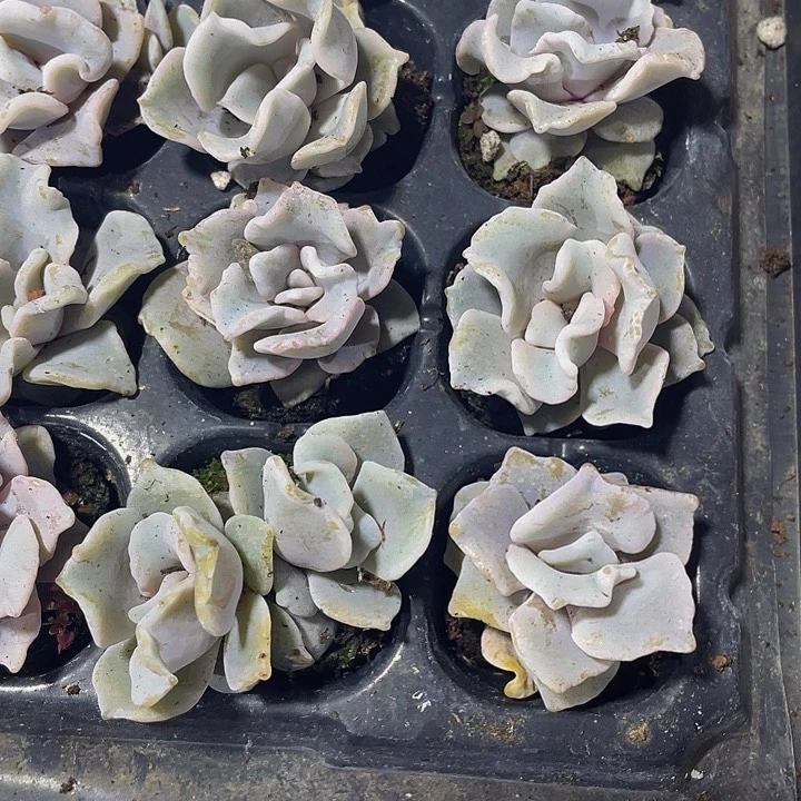 小白饺子1.5带土发