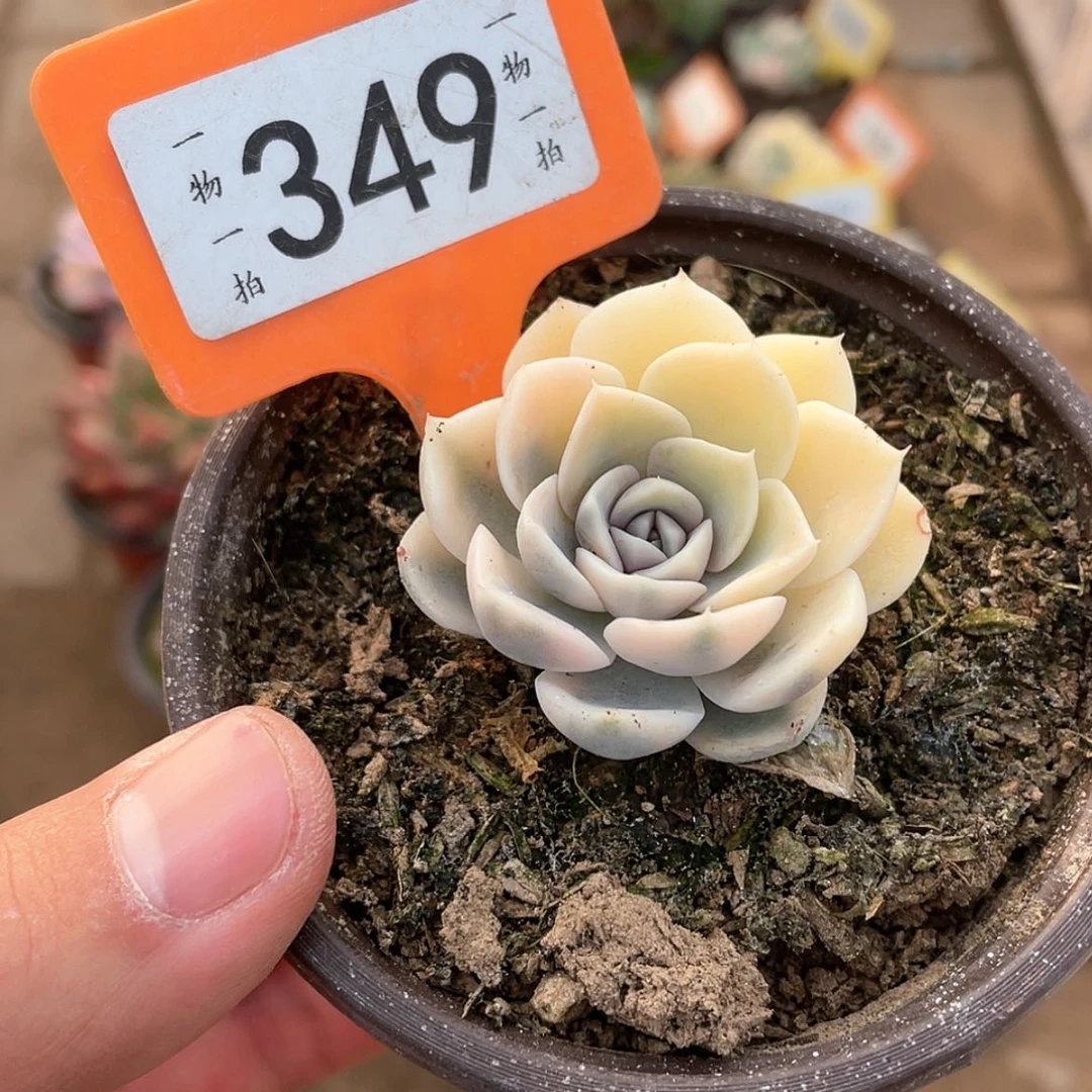 【闪购商品】349号