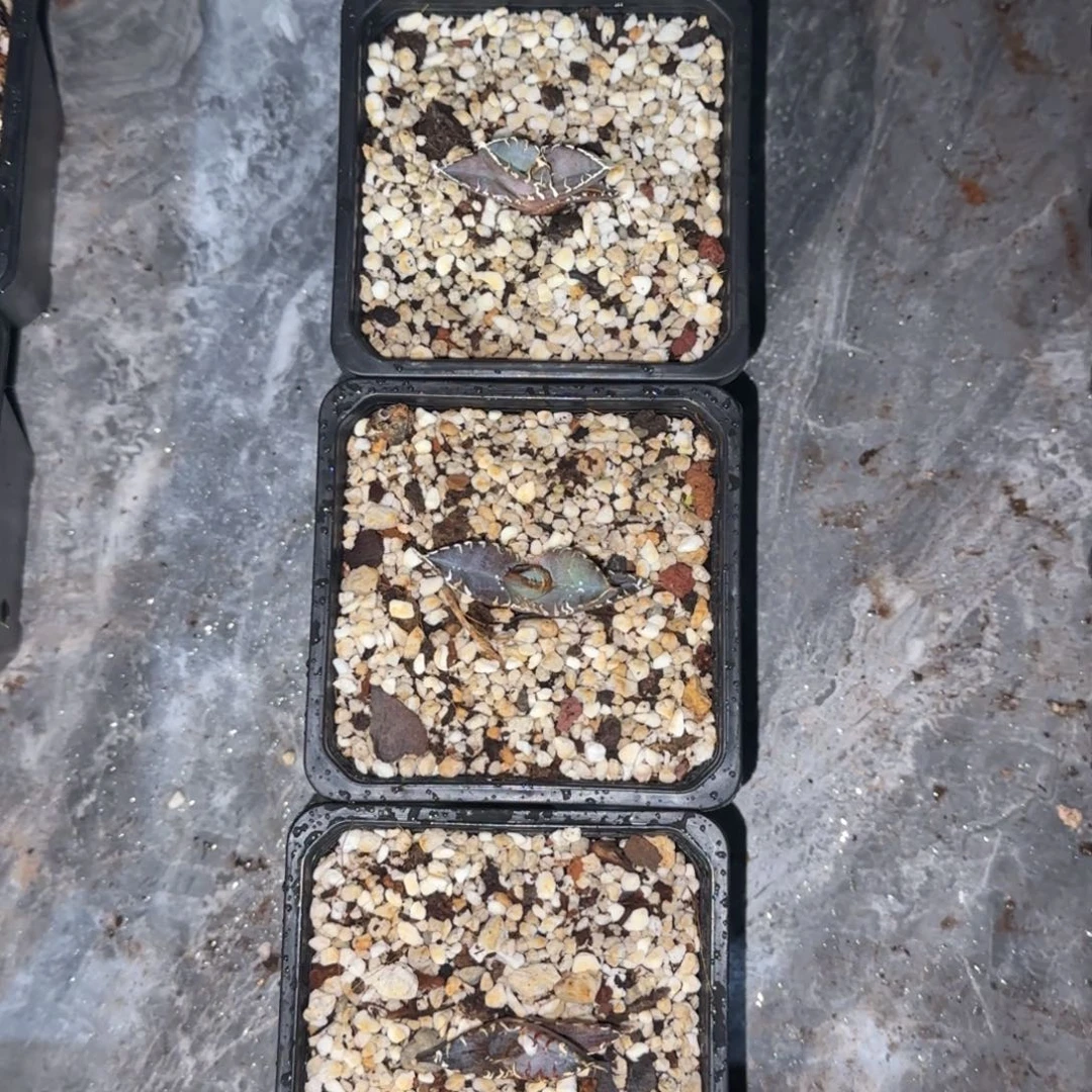 晨*实生籽播龙舌兰4个