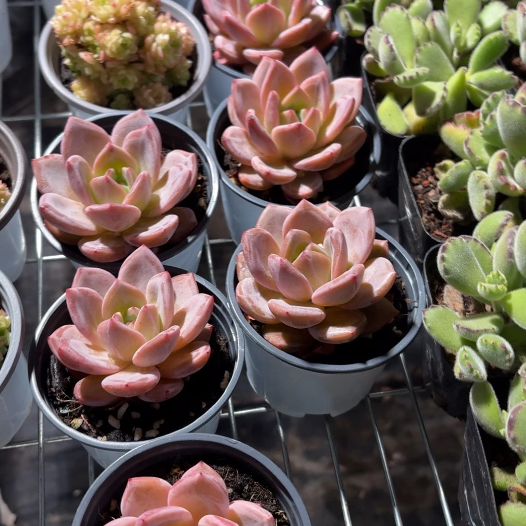 紫香槟多肉9㎝盆单头