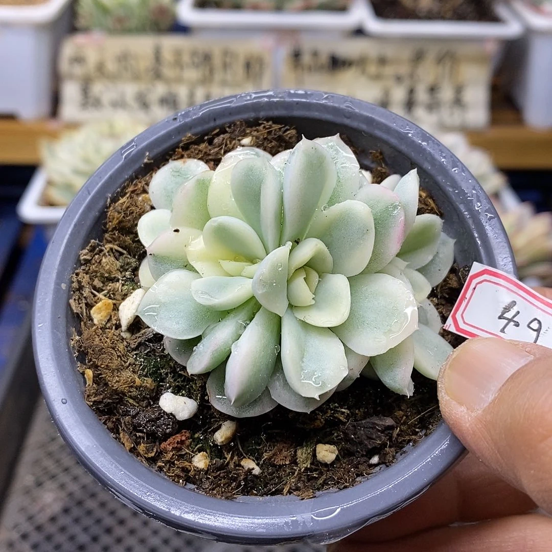2349 雪鸢覆轮锦 4 头自然群