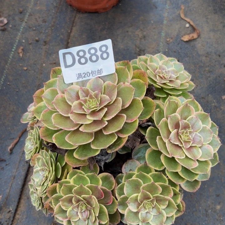 瑞妈多肉植物,888粉花妖