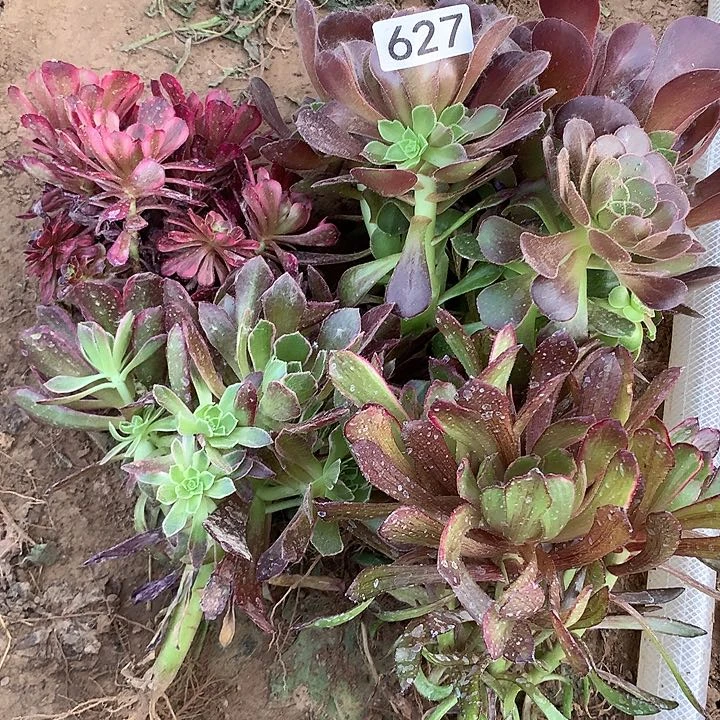 无花朵627四颗多肉植物组合3