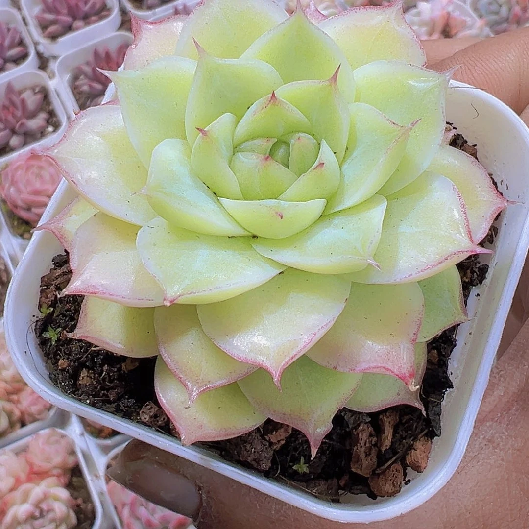 翠影19包邮多肉植物