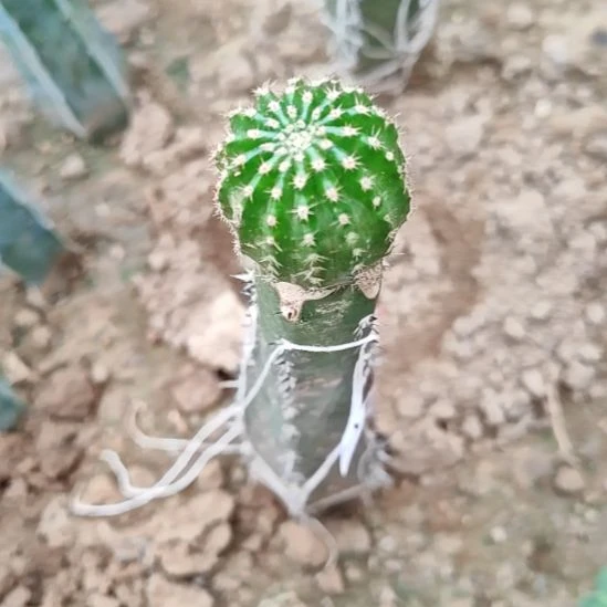 素***蘼小油菜秀普嫁接福92