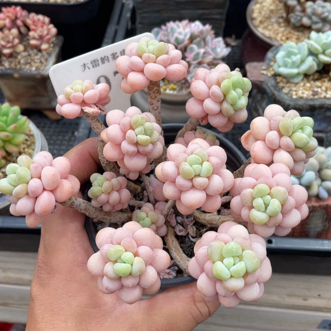 079洛可可不带盆14厘米