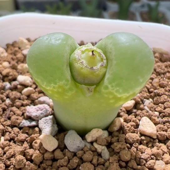 绿风铃一颗758。