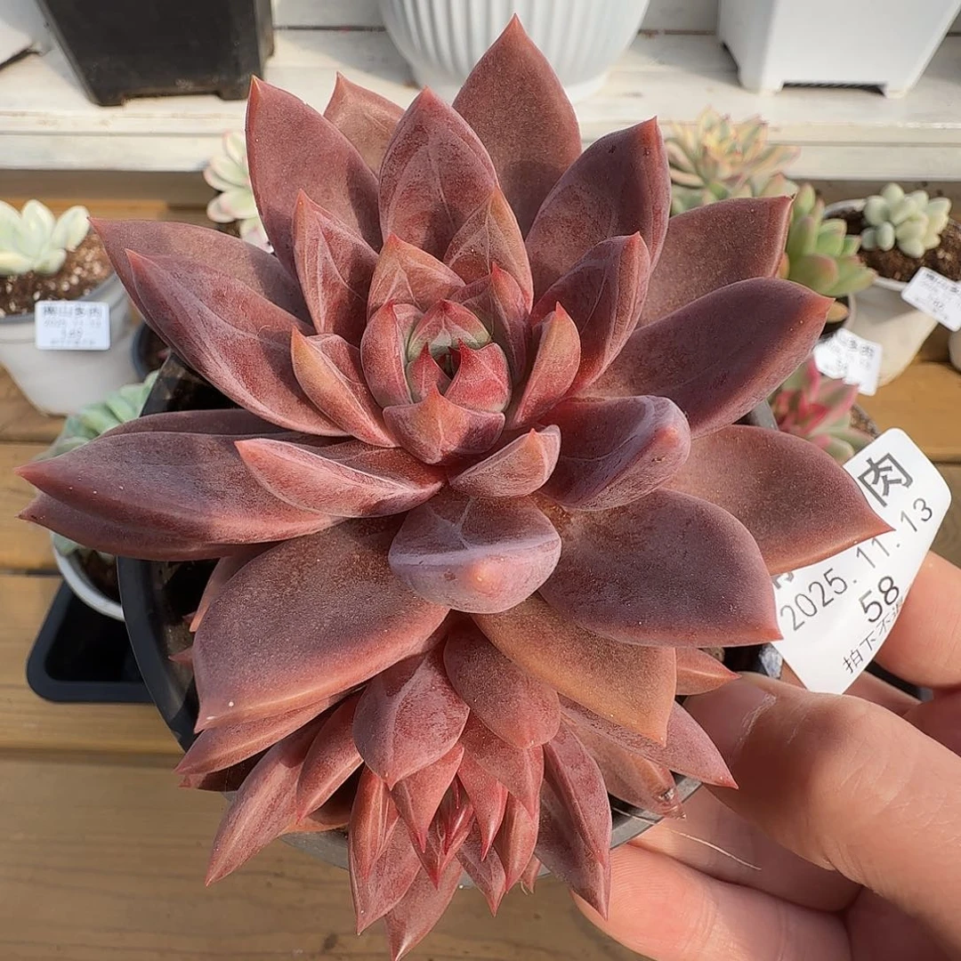 双头红糖卡1111113-58