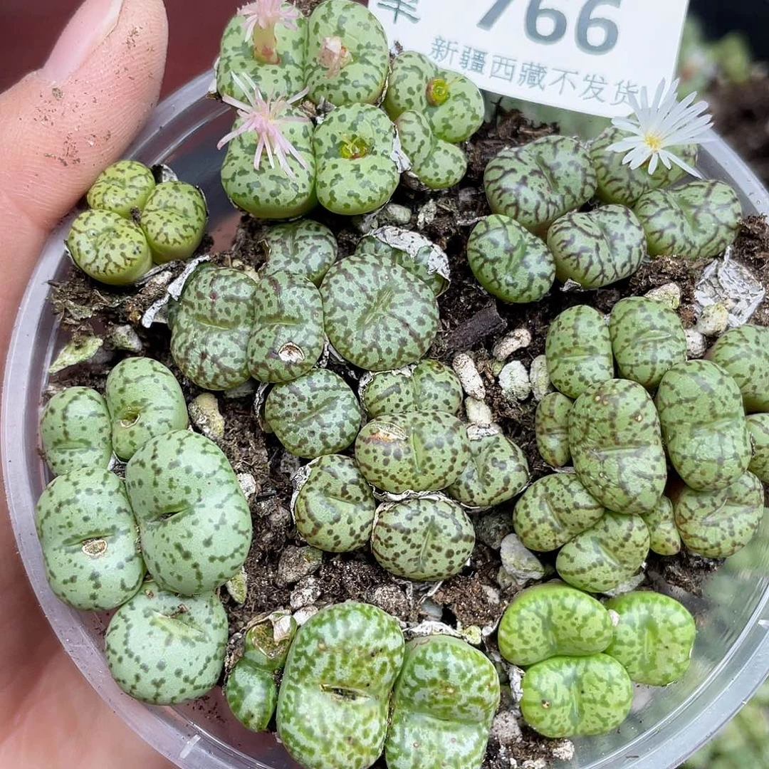 桃***浔76600000花花花花去处理