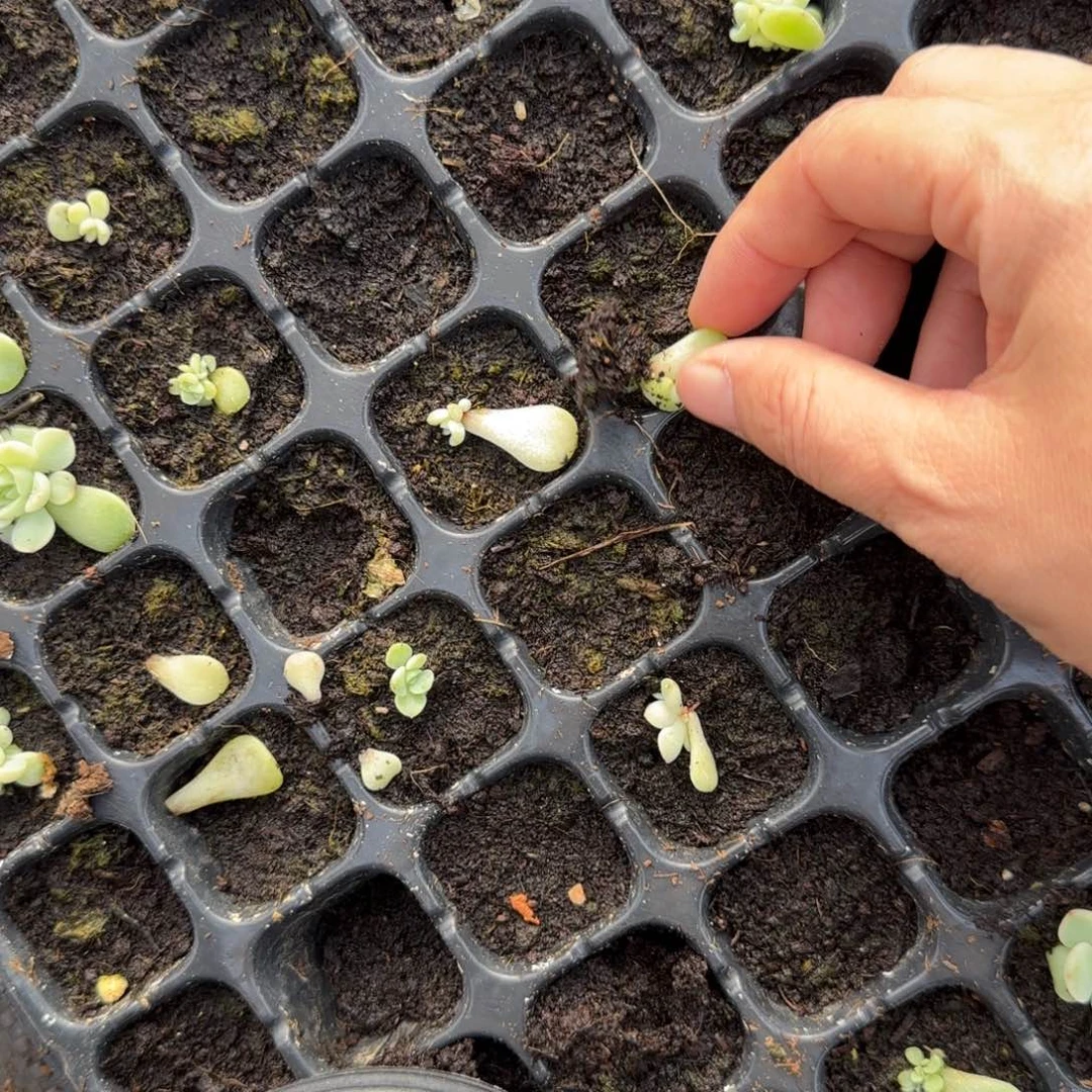 纸鸢穴3个满25包邮