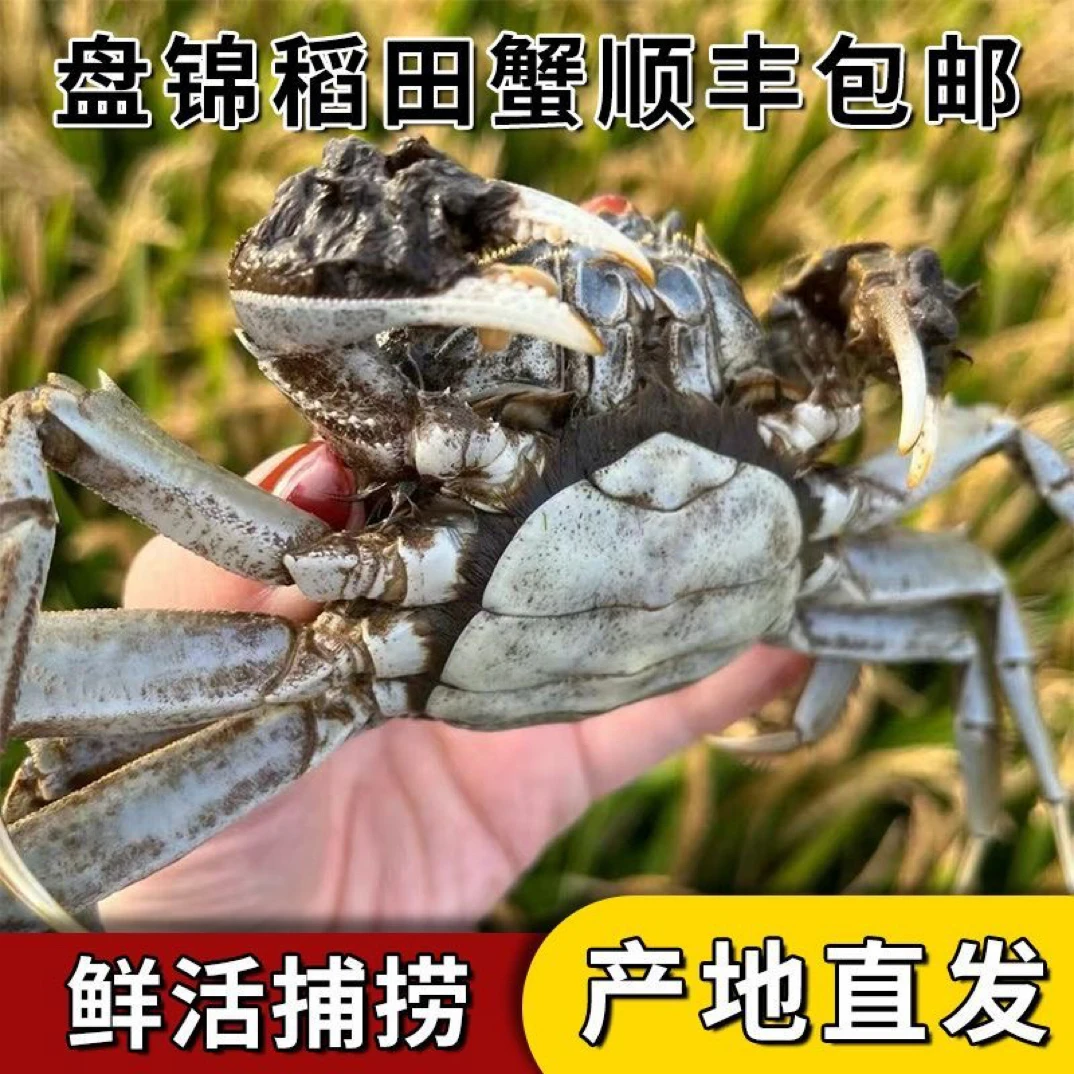 【活蟹】盘锦河蟹（1-1.3）两母蟹25只鲜活发货顺丰包邮