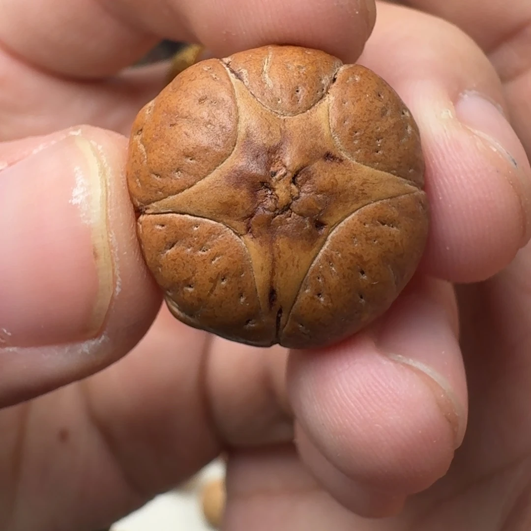 吊坠凤眼菩提21/15瑕疵福利五星