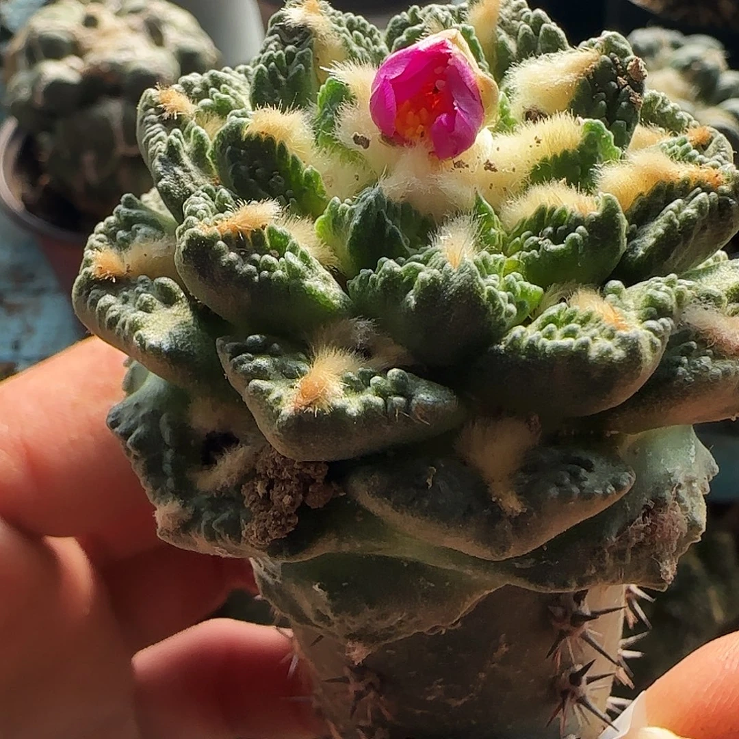 钩尤龟甲的130仙人球开花