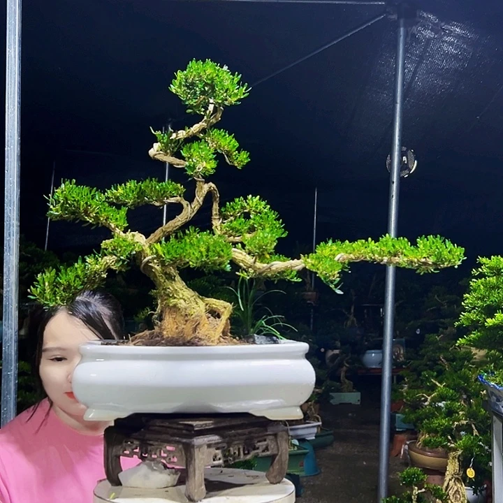 深***农无花朵黄杨木