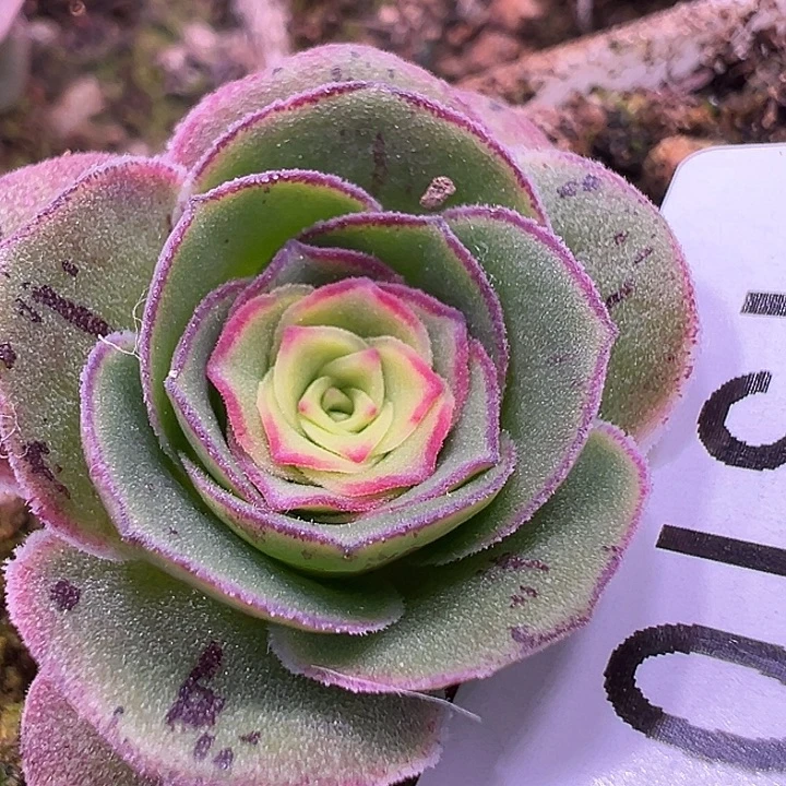 杨310 蕾丝芳华x凌霜