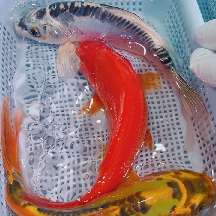 锦鲤冷水锦鲤观赏鱼