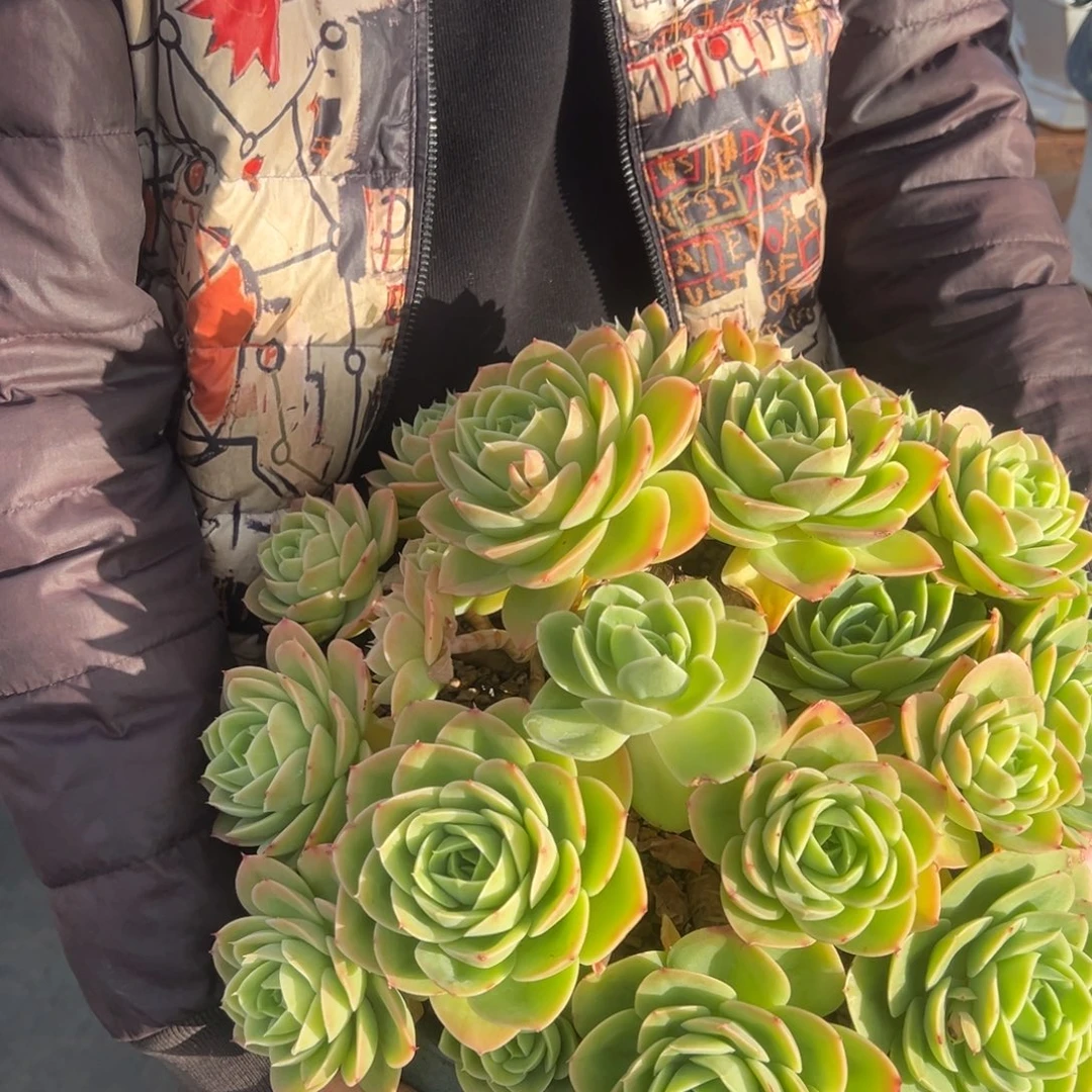 凡***心星娜塔40cm.脱土发货。
