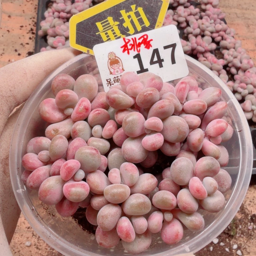 多肉植物多肉植物