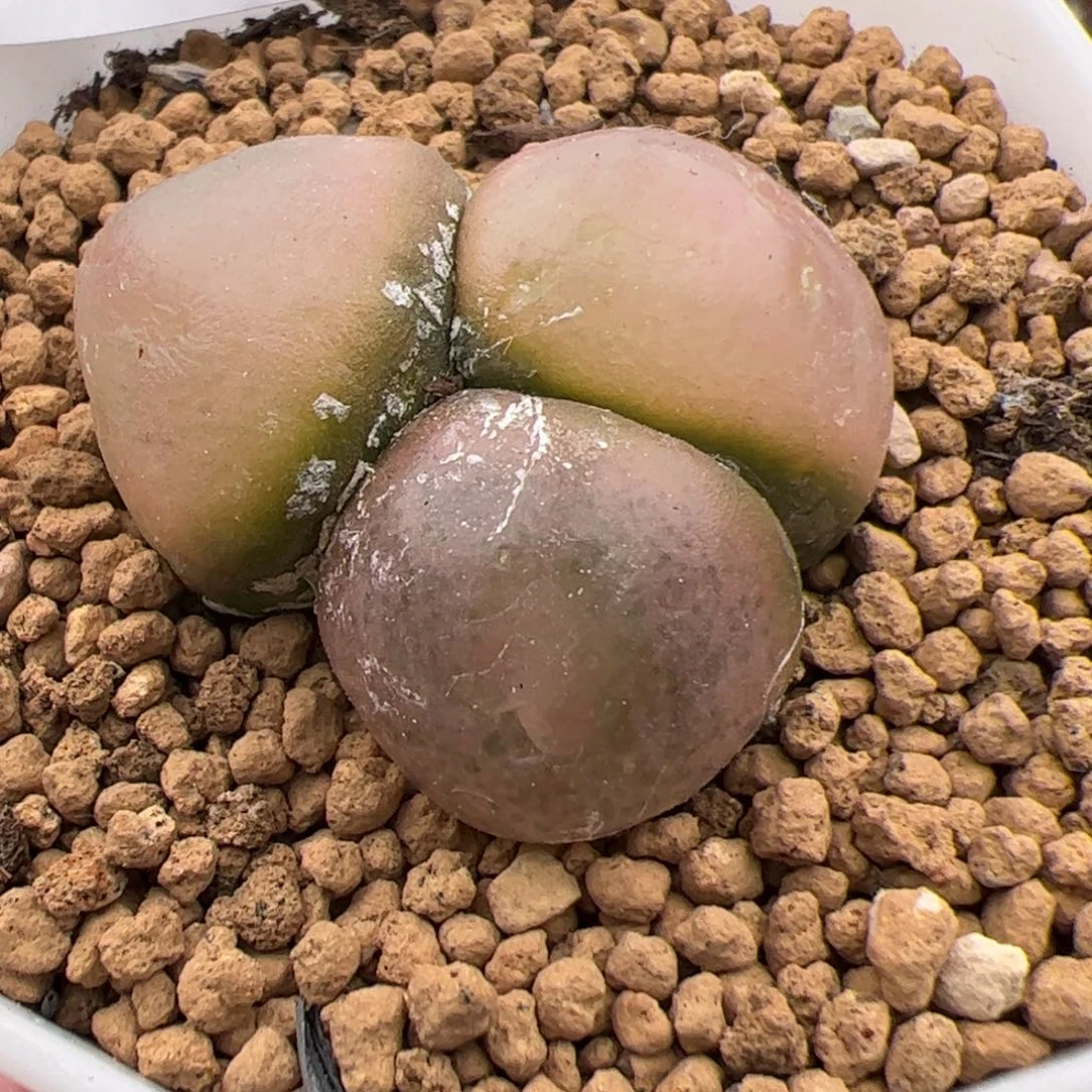 019号 灯泡多肉植物