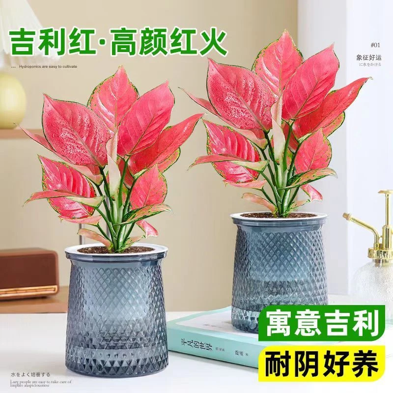 吉利红盆栽如意皇后水培万年办公室室内好养桌面绿植客厅花卉植物