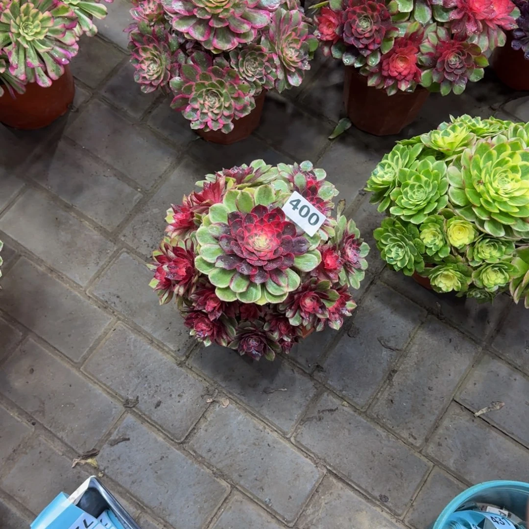 多肉植物400黑魔锦